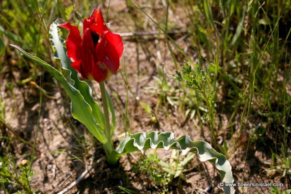 Tulipa systola